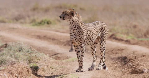 Two Cheetahs' stopping to stalk on a dirt road in sunny day Stock Footage 314792847