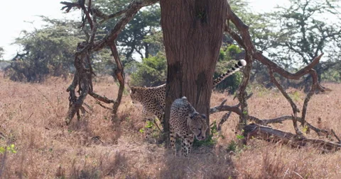 Two cheetahs walk through dry grassland in morning Video stock 314783880