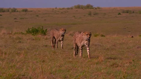 Two cheetahs walking across open savanna grassland 動画素材 345656953