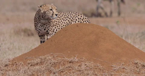 Two Cheetahs walking and zebra running past in sunny day Video stock 314787330