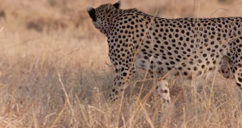 Two cheetahs walking in dry grass in sunny afternoon Stock Footage 314787438