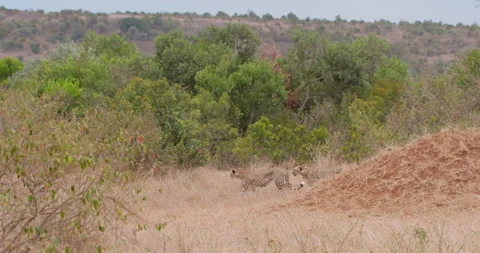 Two cheetahs walking past a termite mound into savannah Vídeo Stock 314787434
