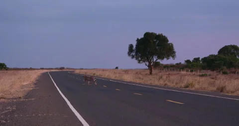 Two cheetahs walking by thorny shrub in cloudy evening Stock Footage 314791520