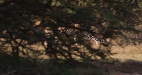 Two cheetahs walking by thorny shrub in sunny afternoon Video stock 314792390
