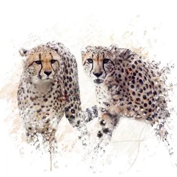 Two Cheetahs Watercolor Stock Illustration