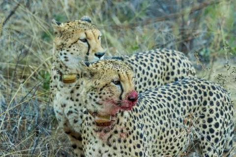Two cheetahs on a wildebeest kill Stock Photos