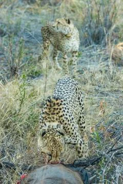 Two cheetahs on a wildebeest kill Stock Photos