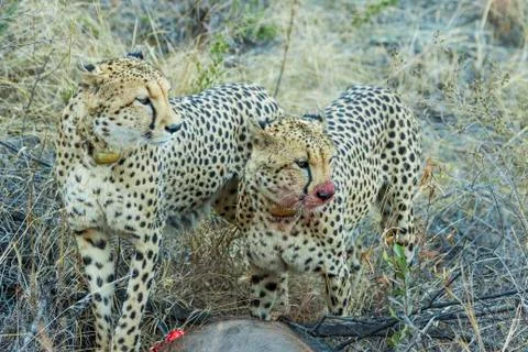 Two cheetahs on a wildebeest kill Stock Photos