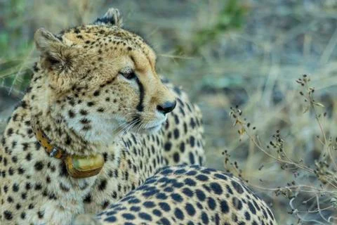 Two cheetahs on a wildebeest kill Stock Photos