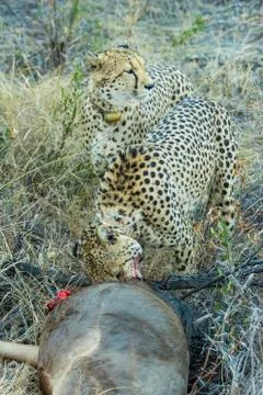 Two cheetahs on a wildebeest kill Stock Photos