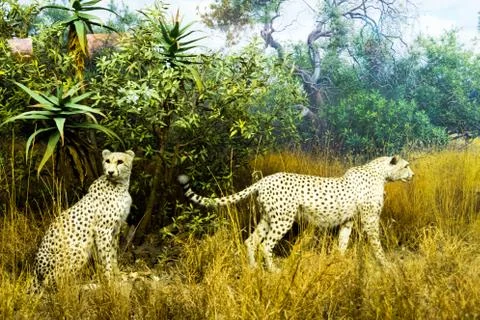 Two cheetas hanging in the wild Фото