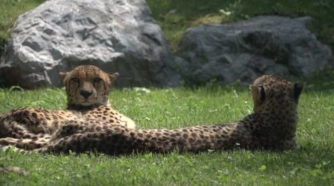 Two Cheetas in Slow Motion Stock Footage 64890551