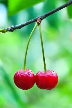 Two cherries hanging on the branches of a cherry tree Fotos Stock