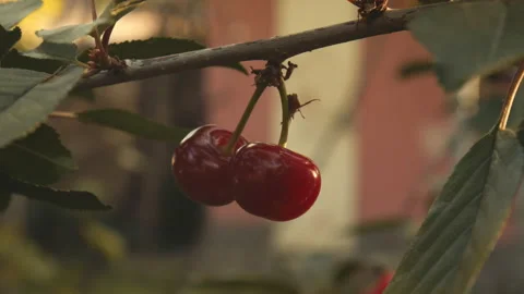 Two cherries on a tree with an ant crawling. Handheld shot. Stock Footage 134645310