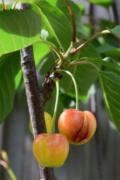 Two Cherries On a Tree-Close Up Stock Photos