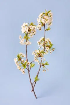 Two cherry blossoming branches Stock Photos