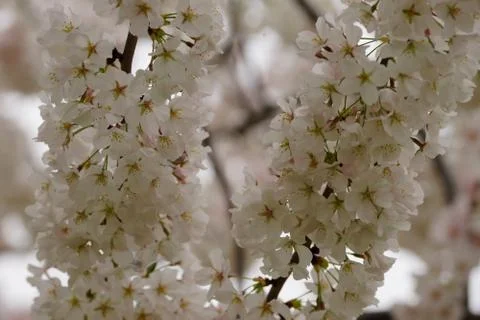 Two cherry branches covered with white blossom Stock Photos