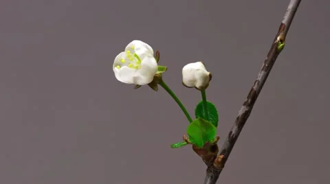 Two cherry flowers blossom bud growing time-lapse closeup macro Stock Footage 11257140