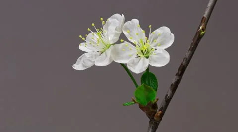 Two cherry flowers blossom bud growing time-lapse closeup macro Stock Footage 11316452
