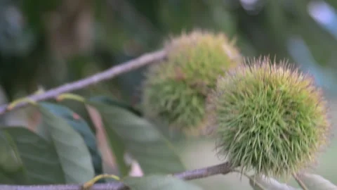 Two Chestnut Burrs on Tree in Autumn Stock Footage 345025162