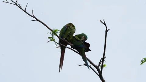 Two Chestnut-fronted Macaws Ara severus perched on branch grooming in Colombia Stock Footage 317679875