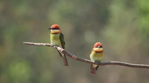 Two chestnut-headed bee-eater birds perched on a tree branch Stock-Footage 340080102