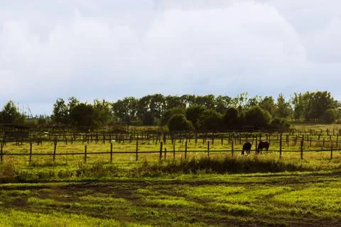 Two chestnut horses grazing in paddock at summer Stock Photos