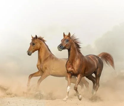 Two chestnut horses Stock Photos