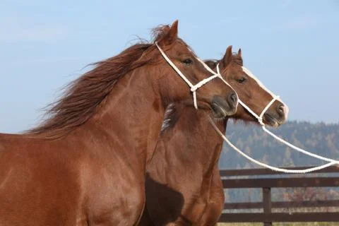 Two chestnut mares with halters Stock Photos