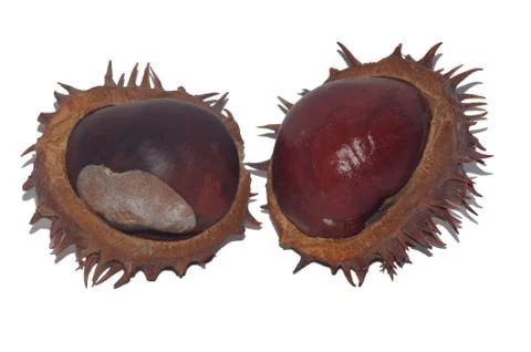 Two chestnut Stock Photos