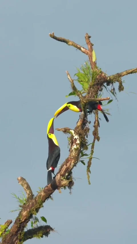 Two chestnutmandibled toucans interacting on a mossy branch Stock Footage 334824512