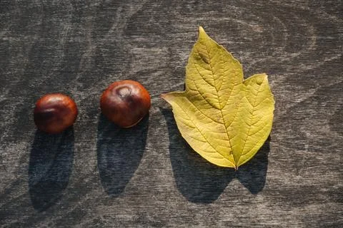 Two chestnuts and yellow leaf Stock Photos