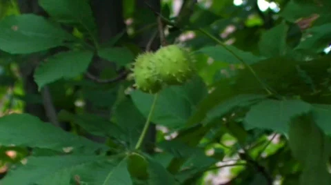 Two chestnuts Stock Footage 502028