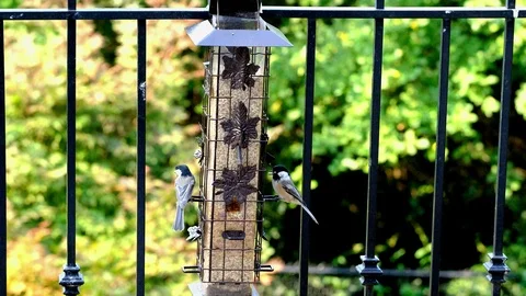 Two chickadees back and forth to bird feeder Stock Footage 93790597
