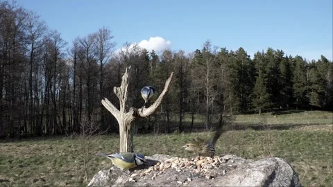 Two chickadees land to gets something to eat. Video stock 295820621