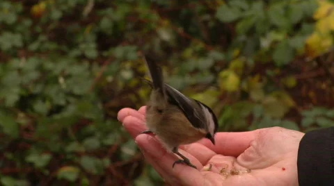 Two Chickadees Take Food Stock-Footage 800520