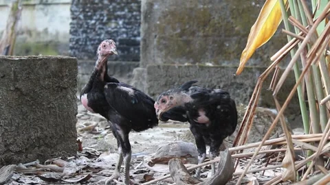 Two chicken with black fur, looking for food Video stock 294556185