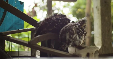 Two chicken cleaning their feathers. Video stock 133621409
