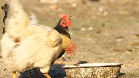 Two chicken drinking water Stock Footage 82828771