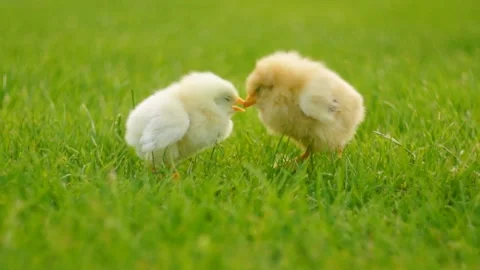 Two chicken in grass 動画素材 99271932