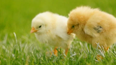 Two chicken in grass Stock Footage 99271982