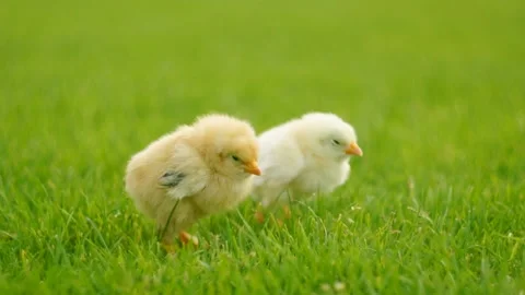 Two chicken in grass Stock Footage 99272058