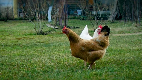 Two chicken on the grass Stock Footage 127818627