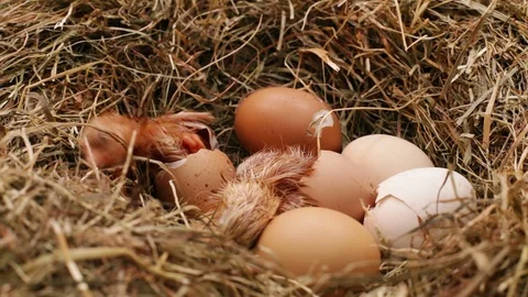 Two chicken hatching from the eggs in a hay nest Video stock 97445717