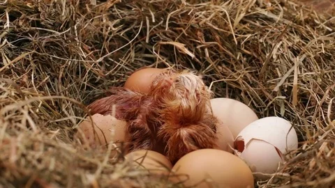 Two chicken hatching from the eggs in the nest Stock Footage 97445803
