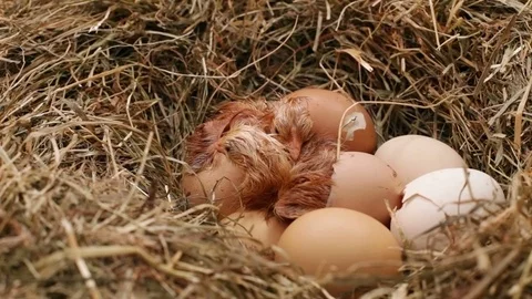 Two chicken hatching from the eggs, the third one cracking the egg with beak Video stock 105290112