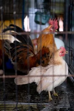 Two chicken in a small cage Stock Photos