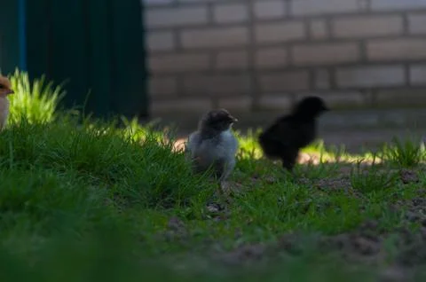Two chicken walking in grass Stock Photos