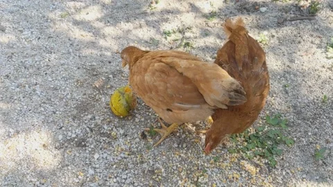 Two chickens are eat corn grains and mango fruits on the ground Stock Footage 154919389