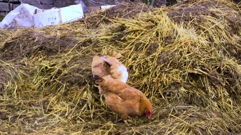 Two chickens are pecking on manure Stock Footage 84267644